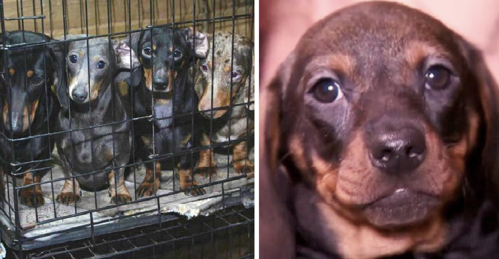 Autoridades logran rescatar a 101 perritos salchicha atrapados en una red de venta ilegal Autoridades logran rescatar a 101 perritos salchicha atrapados en una red de venta ilegal