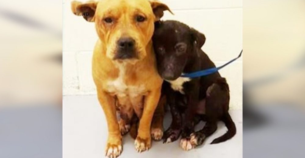 Dos aterrorizados pitbulls se acurrucan juntos en un refugio, ya no eran capaces de confiar