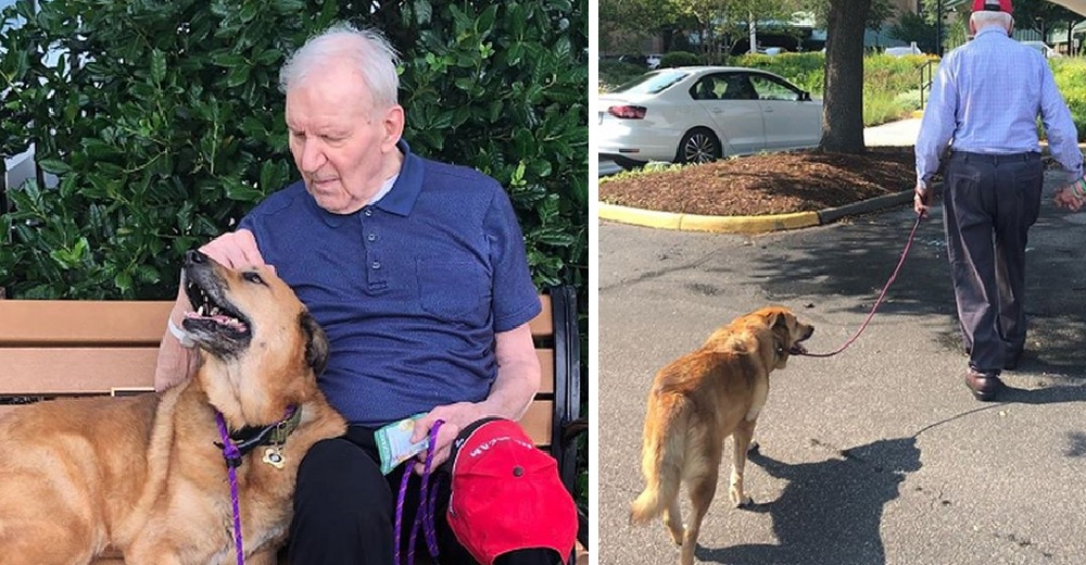 Una perrita visita a su dueño con Alzheimer y demuestra que hay cosas que el corazón no olvida Una perrita visita a su dueño con Alzheimer y demuestra que hay cosas que el corazón no olvida