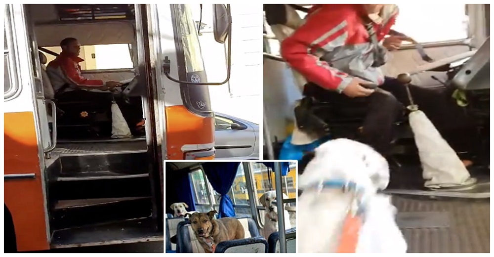 Un hombre es grabado cuando recoge a los perros que lleva a pasear en su autobús Un hombre es grabado cuando recoge a los perros que lleva a pasear en su autobús