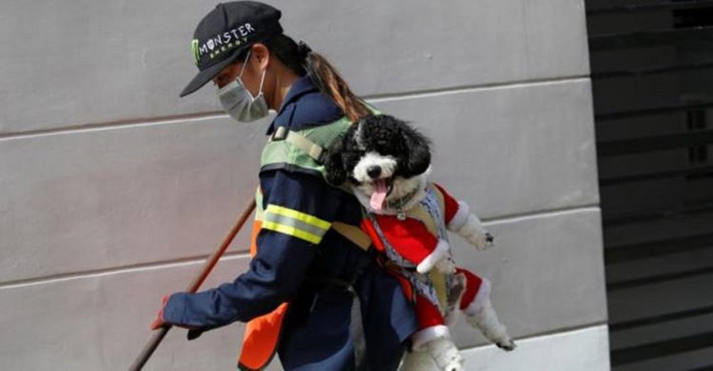 Captan a una barrendera con un perro de 10 kg sobre su espalda cada día mientras trabaja Captan a una barrendera con un perro de 10 kg sobre su espalda cada día mientras trabaja