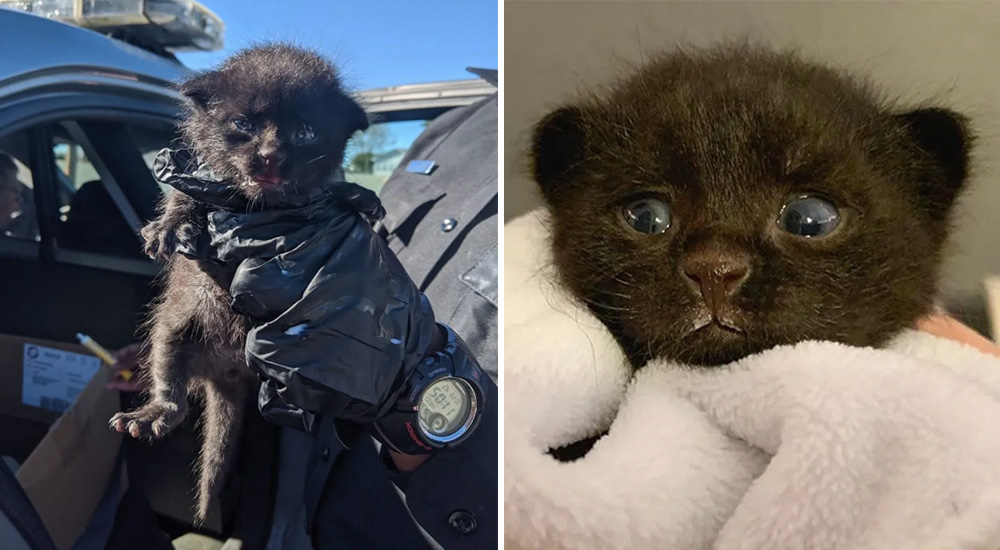Un diminuto y vulnerable gatito es captado gateando en la orilla de una peligrosa carretera Un diminuto y vulnerable gatito es captado gateando en la orilla de una peligrosa carretera