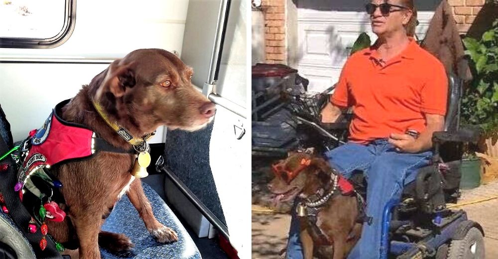 Lo obligan a irse de un restaurante porque presuntamente su perrita de servicio no olía bien Lo obligan a irse de un restaurante porque presuntamente su perrita de servicio no olía bien