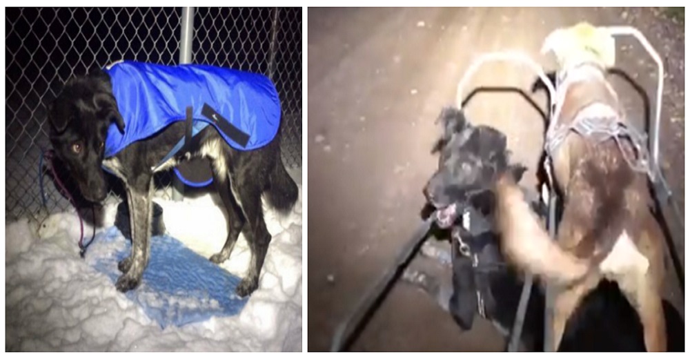 Un encantador perro de trineo se hace viral por su divertida memoria a corto plazo Un encantador perro de trineo se hace viral por su divertida memoria a corto plazo