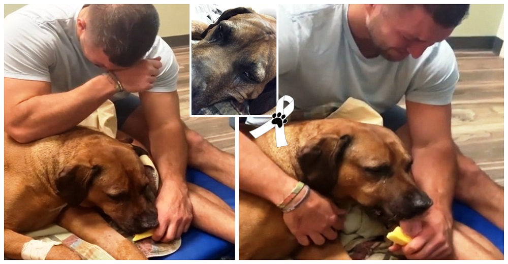 El llanto de un deportista alimentando a su perro por última vez conmueve al mundo El llanto de un deportista alimentando a su perro por última vez conmueve al mundo