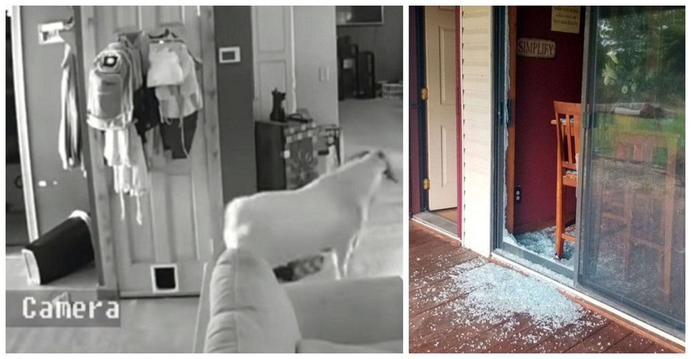 Las cámaras de seguridad graban a un intruso con «cuernos» irrumpiendo violentamente en una casa Las cámaras de seguridad graban a un intruso con «cuernos» irrumpiendo violentamente en una casa