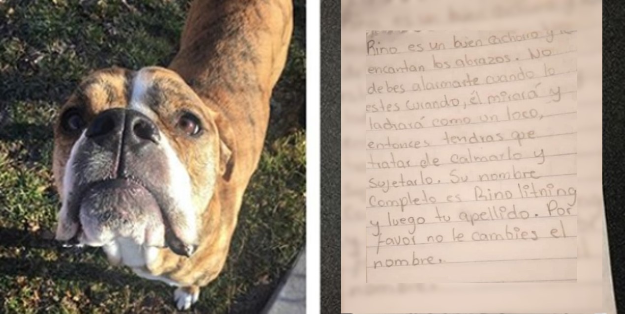 Niña devuelve a su perrito al refugio, luego el personal ve una nota manuscrita en su collar Niña devuelve a su perrito al refugio, luego el personal ve una nota manuscrita en su collar