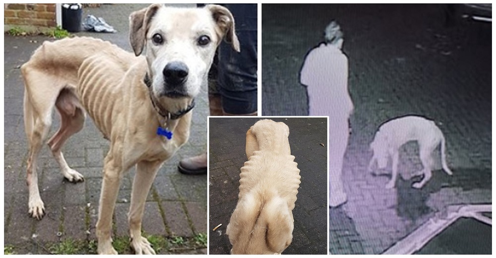 Casper, el esqueleto de la vida real que fue arrojado afuera de un refugio la noche de Halloween Casper, el esqueleto de la vida real que fue arrojado afuera de un refugio la noche de Halloween