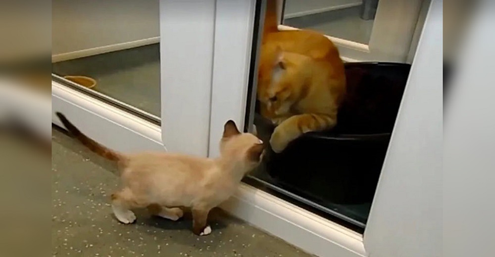 Este gatito salvado justo a tiempo de un triste destino ahora sabe cómo consolar a otros como él Este gatito salvado justo a tiempo de un triste destino ahora sabe cómo consolar a otros como él