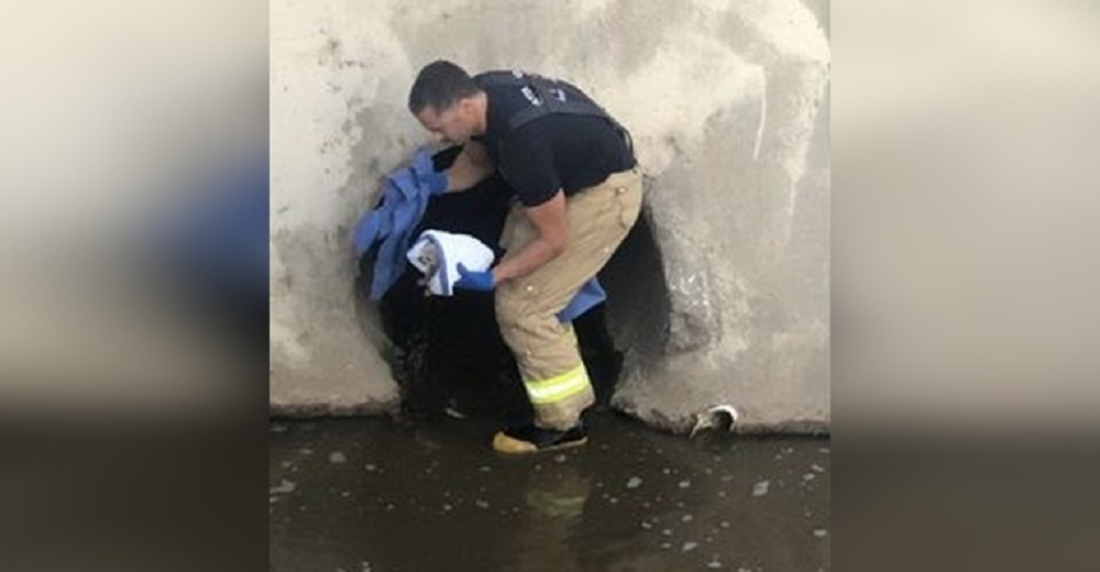 Un perrito chihuahua sube sus patitas para intentar sobrevivir en medio de un profundo canal Un perrito chihuahua sube sus patitas para intentar sobrevivir en medio de un profundo canal
