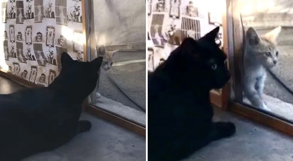 Se queda sin palabras tras las señales de advertencia que le estaba dando su solidario gatito Se queda sin palabras tras las señales de advertencia que le estaba dando su solidario gatito