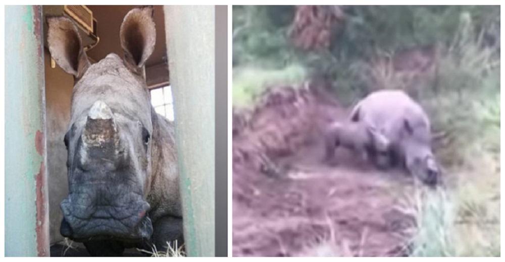 Graban al rinoceronte bebé que lloró durante 6 días tras ver cómo cazadores asesinaban a su mamá
