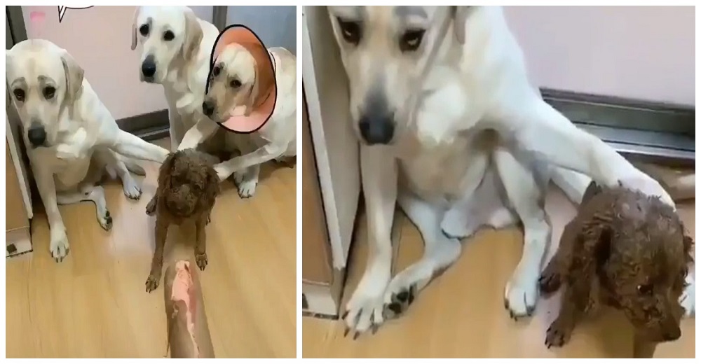 El polémico video del perrito delatado por sus amigos cómplices que esconde una triste realidad El polémico video del perrito delatado por sus amigos cómplices que esconde una triste realidad