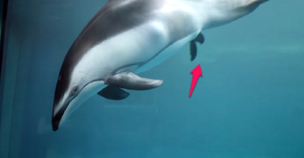 Mamá delfín da a luz a su bebé y los momentos posteriores son un prodigio lleno de amor