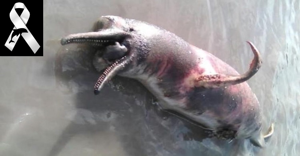El hallazgo de decenas de delfines rosados sin vida en los ríos amazónicos causa conmoción