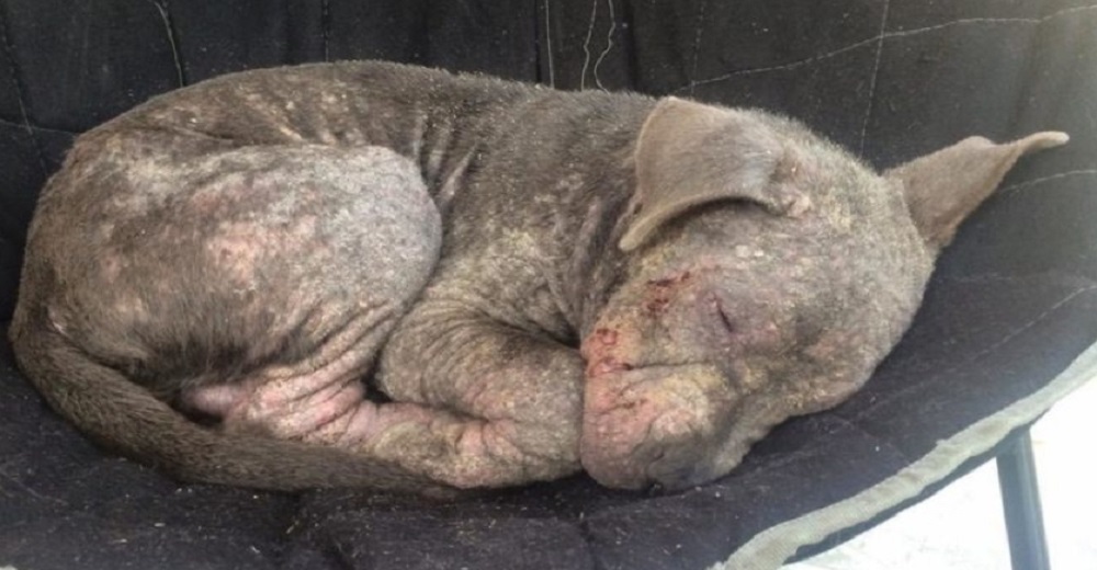 Todos pasaban de largo junto al perrito atado que esperaba su final hasta que alguien se detuvo Todos pasaban de largo junto al perrito atado que esperaba su final hasta que alguien se detuvo