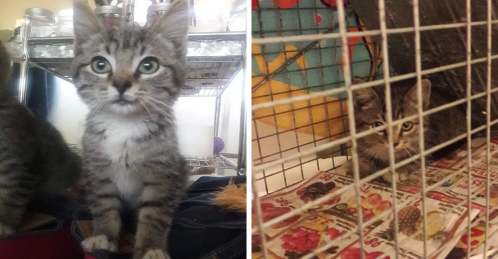 Rescatistas encuentran a un gatito callejero siendo ayudado por un amigo improbable Rescatistas encuentran a un gatito callejero siendo ayudado por un amigo improbable