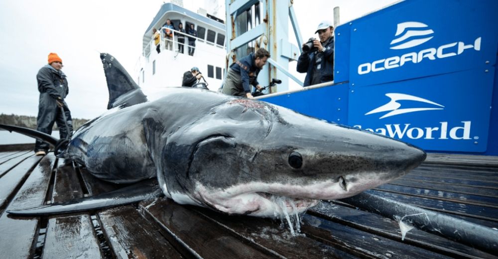 Pierden el aliento con el tiburón blanco hallado con una mordida de un animal más grande que él