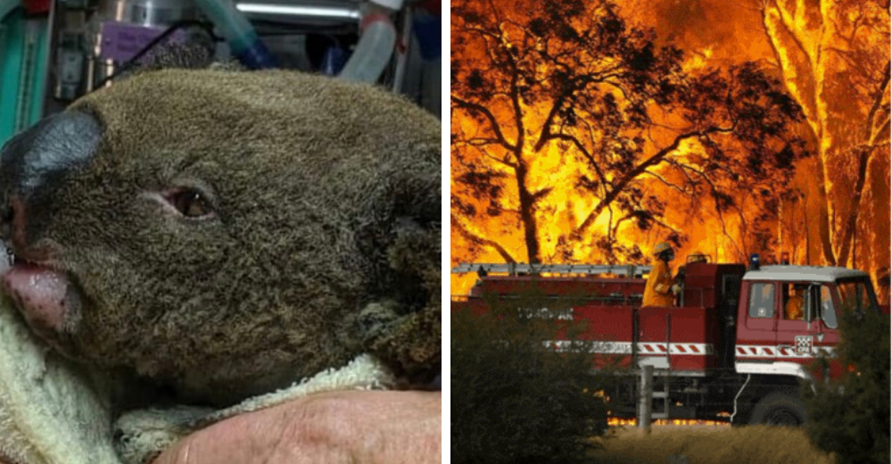 Devastadores incendios forestales ponen en riesgo la supervivencia de la especie más emblemática Devastadores incendios forestales ponen en riesgo la supervivencia de la especie más emblemática