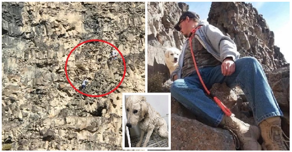 Tras 5 días tendiendo de un acantilado logran salvar la vida de un aterrado perrito Tras 5 días tendiendo de un acantilado logran salvar la vida de un aterrado perrito