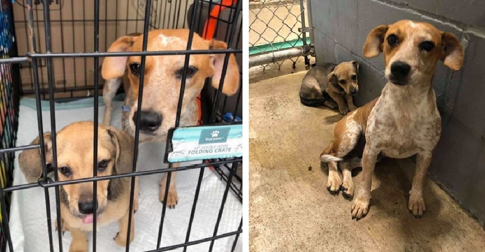 Graban a una perrita ocultando a su bebé a punto de ser sacrificada para darle una oportunidad