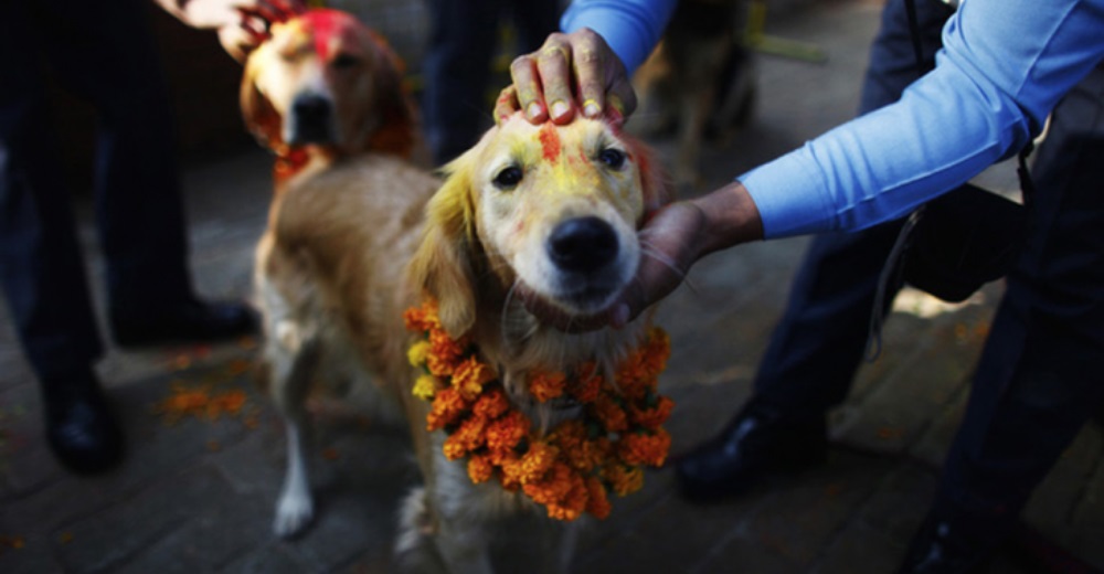 Un hermoso festival rinde homenaje todos los años al vínculo sagrado entre perros y humanos Un hermoso festival rinde homenaje todos los años al vínculo sagrado entre perros y humanos