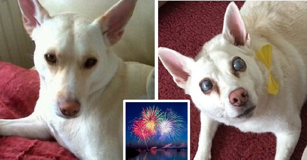 El drama de la perrita que perdió sus ojos por el terror que le causaron los fuegos artificiales El drama de la perrita que perdió sus ojos por el terror que le causaron los fuegos artificiales