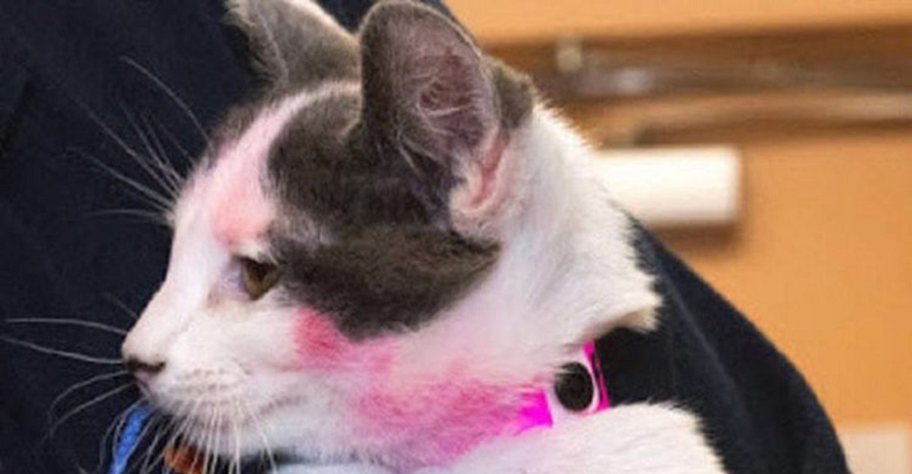El drama de una gatita que fue hallada con pintura rosa en su pelaje