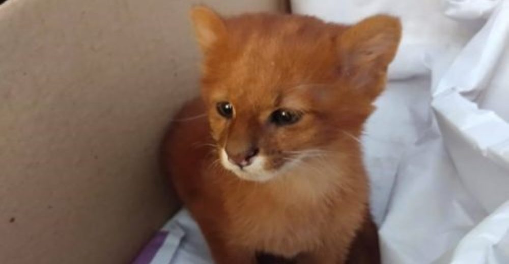 Adopta al felino bebé que estaba amamantando de su mami fallecida pensando que era un gatito Adopta al felino bebé que estaba amamantando de su mami fallecida pensando que era un gatito