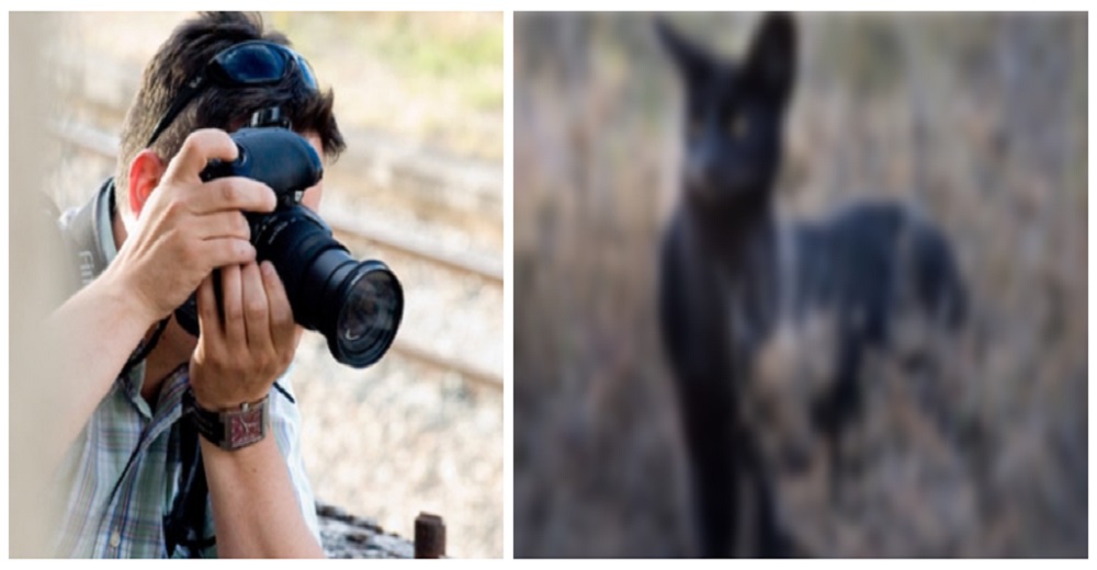 Un fotógrafo se cruza con un gato diferente de cualquiera que se haya visto antes en la Tierra