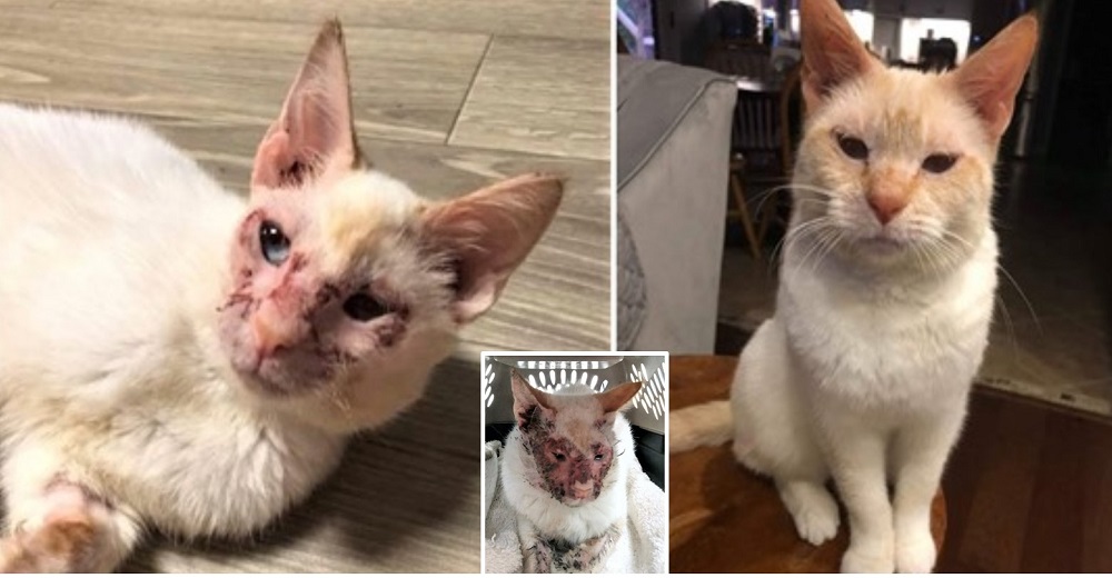 Tras un año de las más severas alergias esta valiente luchadora encuentra la felicidad Tras un año de las más severas alergias esta valiente luchadora encuentra la felicidad