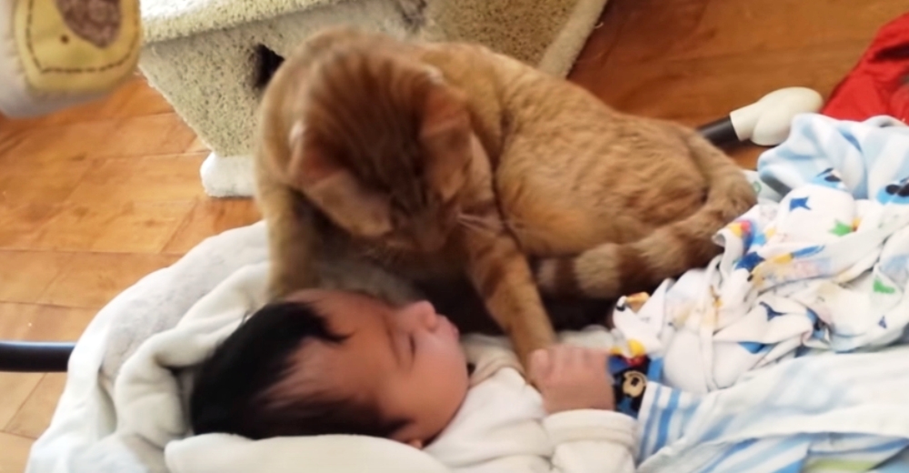 Graban a su gato aproximándose mucho al rostro del bebé y el video se vuelve viral Graban a su gato aproximándose mucho al rostro del bebé y el video se vuelve viral