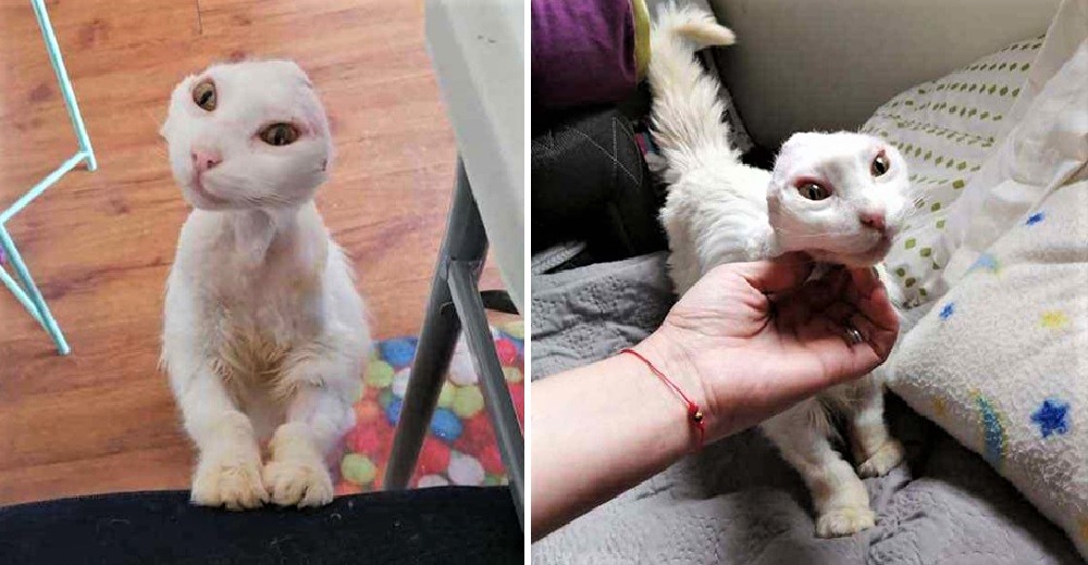La gatita que perdió sus orejitas pero no su sonrisa suplica ayuda a las redes para salvarse La gatita que perdió sus orejitas pero no su sonrisa suplica ayuda a las redes para salvarse