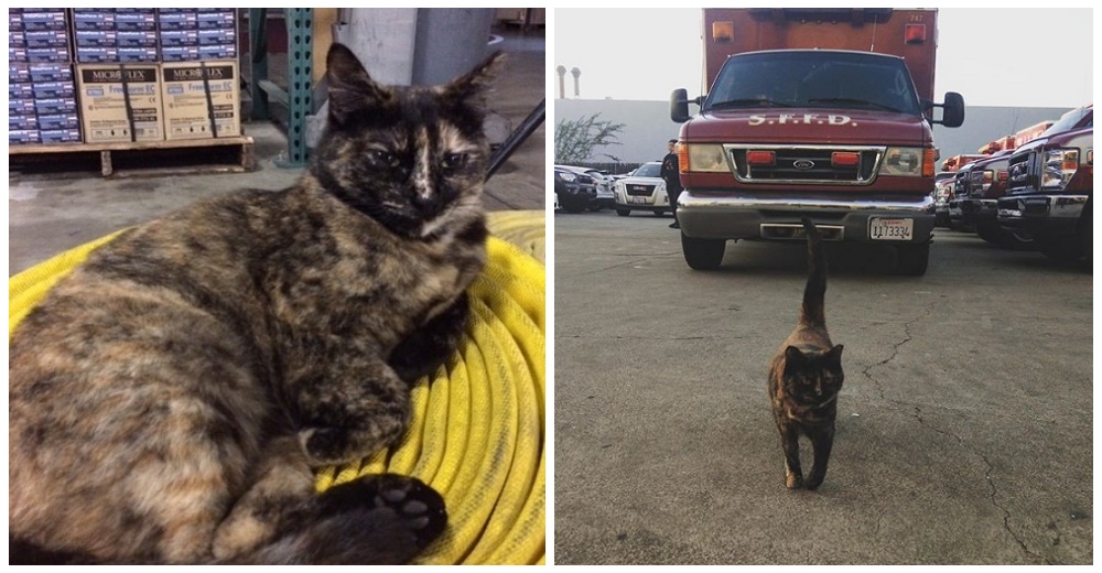 La gata que vivió 5 años en una estación de bomberos debe irse tras una denuncia anónima