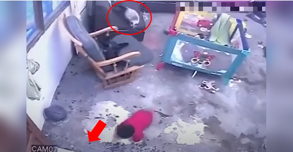 Un gato reacciona en el último segundo para salvar a su hermano bebé de un trágico final Un gato reacciona en el último segundo para salvar a su hermano bebé de un trágico final