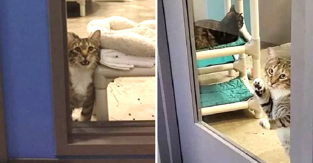 Gatito de un refugio es puesto en confinamiento solitario por su curiosa solidaridad extrema