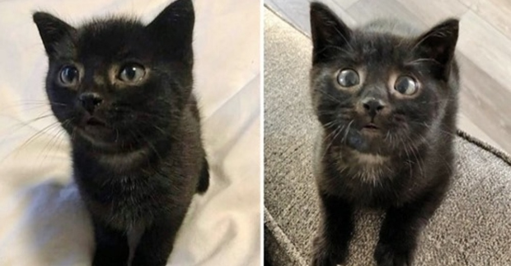 Rescatista viaja para salvar a un gatito en apuros pero encuentra otro de la mitad de su tamaño Rescatista viaja para salvar a un gatito en apuros pero encuentra otro de la mitad de su tamaño
