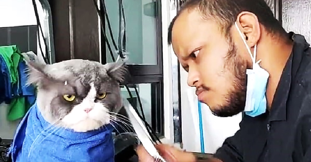 El gato furioso que respondió al trato que recibió del peluquero se hace viral El gato furioso que respondió al trato que recibió del peluquero se hace viral