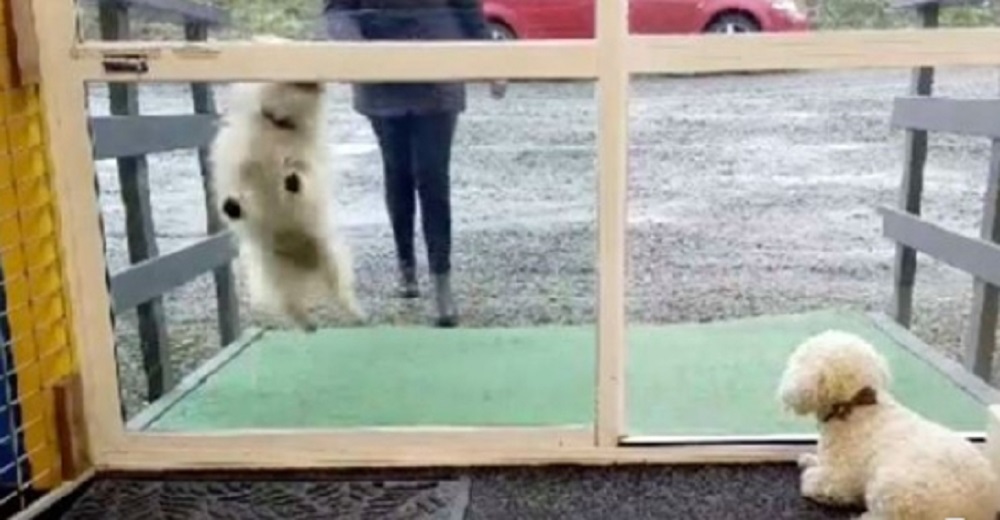 Cámara oculta revela el trato que reciben quince perritos en una guardería canina Cámara oculta revela el trato que reciben quince perritos en una guardería canina