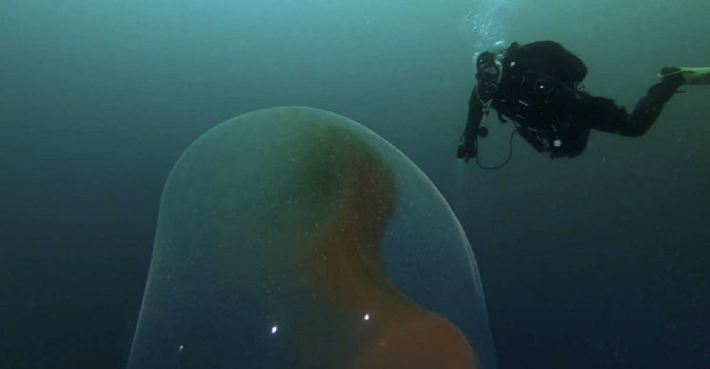 Buzos se quedan atónitos al encontrarse de frente con un huevo misterioso flotando en el océano