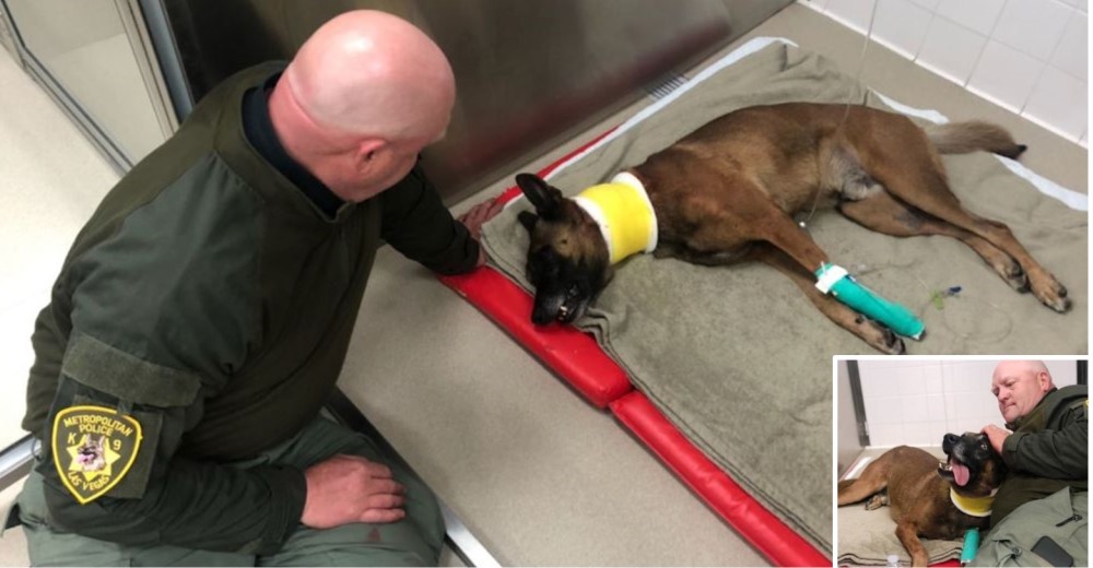 Perrito policía termina gravemente herido por un sospechoso y su recuperación emociona a miles