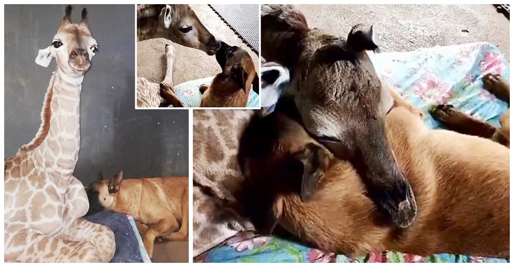 Bebé jirafa llega inconsciente al refugio y un perrito amoroso deja de comer hasta verlo renacer