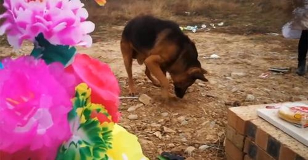 Perro desolado escarba sobre la tumba de su dueño fallecido, nadie lo preparó para vivir sin él