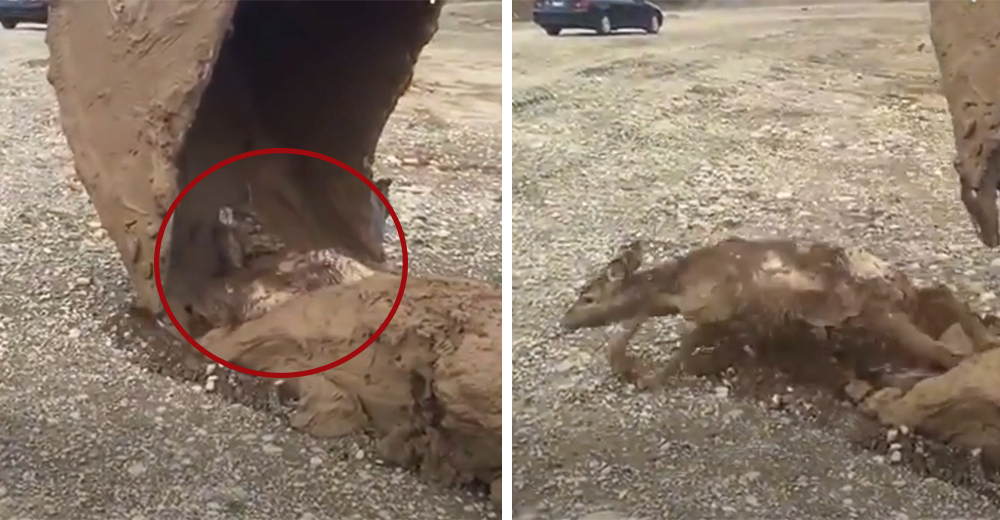Un bebé ciervo es rescatado de una muerte segura gracias a una máquina excavadora Un bebé ciervo es rescatado de una muerte segura gracias a una máquina excavadora
