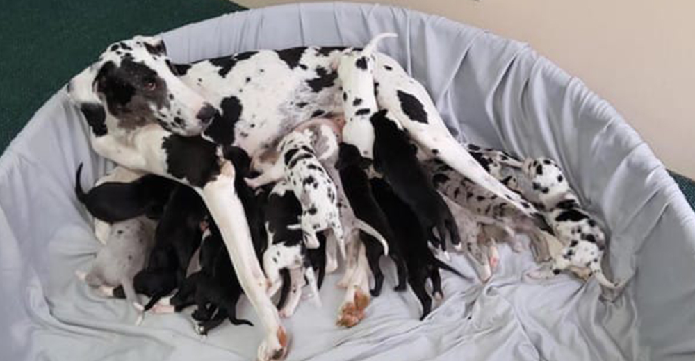 Perrita Gran Danés da a luz 9 cachorros pero cuando nace el último su dueña se queda en shock Perrita Gran Danés da a luz 9 cachorros pero cuando nace el último su dueña se queda en shock