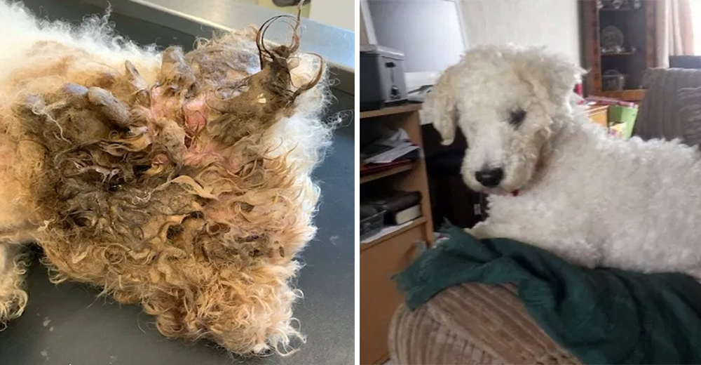 Rescatan a un perrito tan descuidado que le cortaron más de un kilo de pelo y perdió un ojo