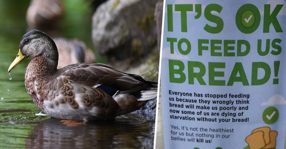 Patos y cisnes están perdiendo la vida masivamente porque los humanos cumplen órdenes