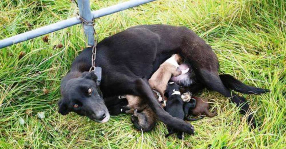 Rescatan a la perrita que estaba atada a una cerca mientras luchaba por amamantar a sus 6 bebés