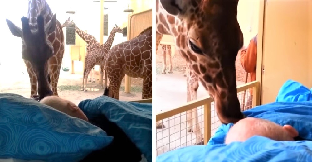 Una jirafa cumple el último deseo del hombre que le salvó la vida antes de partir