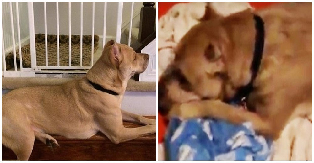 Llora desconsolado sobre la manta que recibió en el hogar de la familia que lo abandonó Llora desconsolado sobre la manta que recibió en el hogar de la familia que lo abandonó